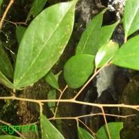 Cleistanthus ferrugineus (Thwaites) Müll.Arg.
